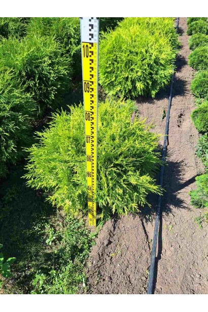 Туя західна Глобоза Ауреа - ком50кг/вис.60-80см/Ø60-80см